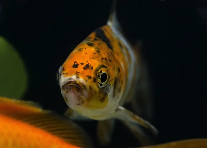 Ξενοδοχείο Agua De Mar Boutique 4*